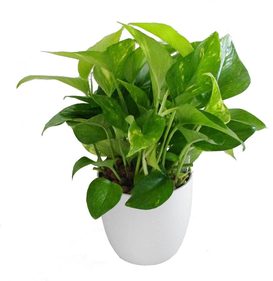 Golden Money Plant