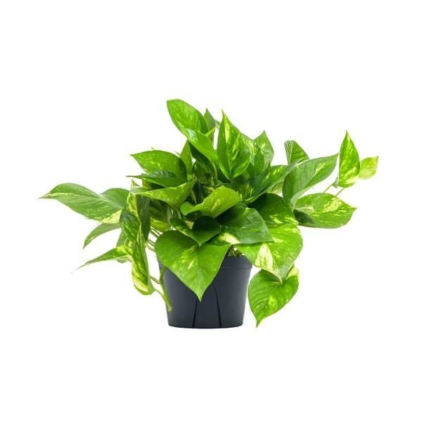Money Plant