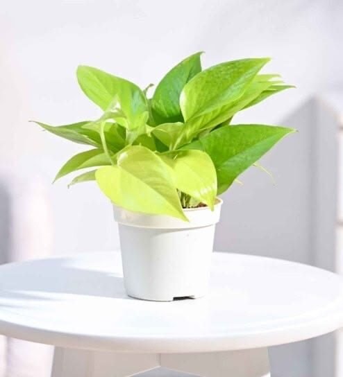 Neon Money Plant