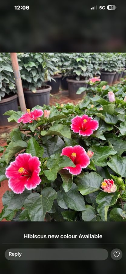 Pink Hibiscus