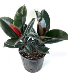 Rubber Plant