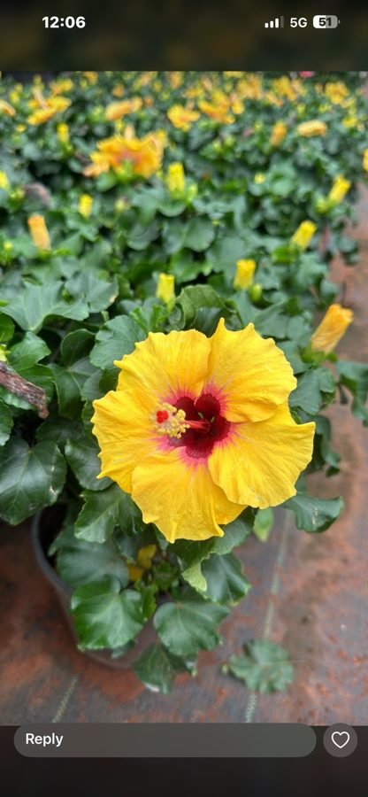 Yellow Hibiscus